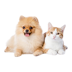 pet